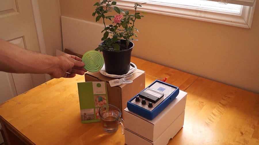 Plant experiment Plant experiment